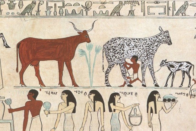 هل بالفعل الانسان مركز الكون؟ وهل تدجين الحيوانات سلوك أخلاقي؟ صبري تجيب