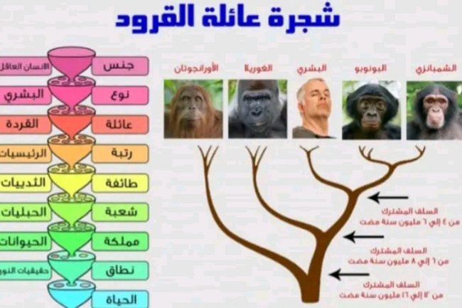 التطور بالدارجة : واش فعلا الإنسان أصلو قرد ؟