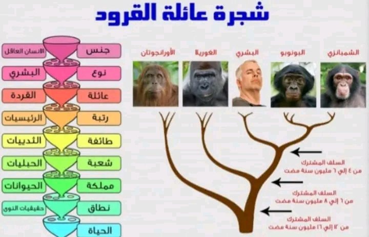 التطور بالدارجة : واش فعلا الإنسان أصلو قرد ؟