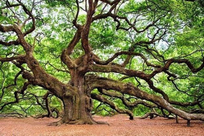 الحياة السرية للأشجار: حياة اجتماعية و آليات دفاع مذهلة 