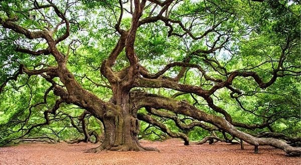 الحياة السرية للأشجار: حياة اجتماعية و آليات دفاع مذهلة 