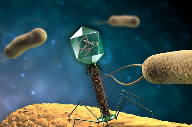 نظرية التطور في المختبر (تطور العاثيات)