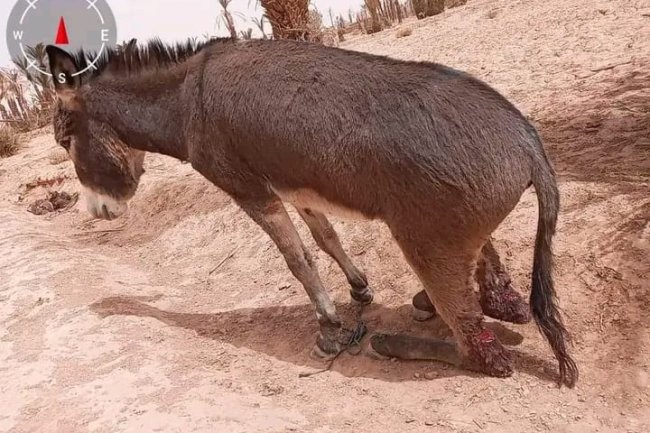 بتر أطراف حمار تثير التساؤلات حول تشريعات القانون الجنائي المغربي في الرفق بالحيوان